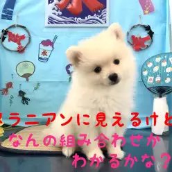 【 MIX 】見た目はポメ！実際はあの人気犬種との組み合わせ！！