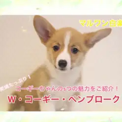 【 W・コーギー・ペンブローク 】愛嬌たっぷり！5つの魅力ポイントをご紹介！