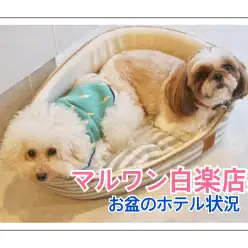 【夏休みペットホテル情報】ご予約はお早めに！白楽店お盆のペットホテル情報