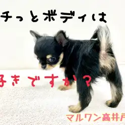 【 チワワ 】東京都民の癒やし！むちっとマイクロ小さめボディが高井戸に出現！