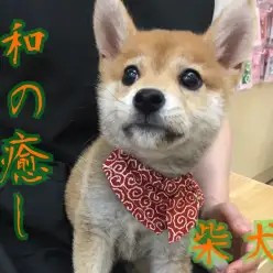 【 柴犬 】これぞ和の癒し！相模原の激カワ柴犬！！