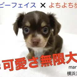 【 MIX 】可愛さを山盛り受け継いだ横浜元町で屈指の人気犬種チワックスちゃん！
