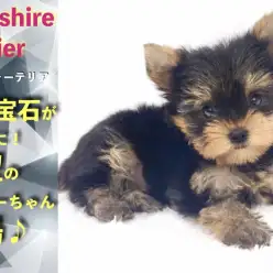 【 ヨークシャーテリア 】動く宝石が鶴見店に!待望のヨーキーちゃん登場♪