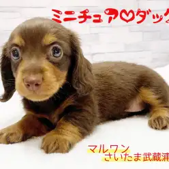 【 ミニチュア・ダックスフント 】あま~いチョコカラーの甘えん坊な女の子!!