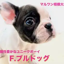 【 フレンチブルドッグ 】笑って生活したいアナタにピッタリなユニークな相棒！