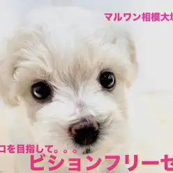 【 ビションフリーゼ 】アフロ犬でインスタ映え？モデル気質なパーマ女子