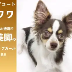 【 チワワ 】スタイル抜群⁉超美脚のアクティブガール現る‼