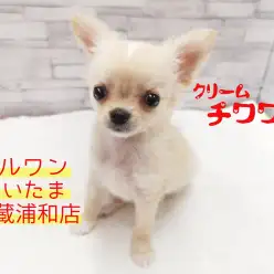 【 チワワ 】生後60日で700g!しかもスイーツなタピオカミルクティーカラー!