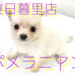 【 ポメラニアン 】くりくりの甘えん坊クリームちゃん登場！