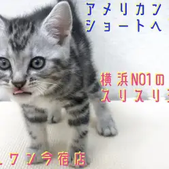 【 アメリカンショートヘア 】究極の癒し猫！横浜NO1のスリスリ王子！