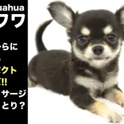 【 チワワ 】手のひらに収まるコンパクトサイズ!!猫マッサージでうっとり？