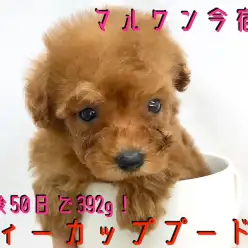 【 トイ・プードル 】生後50日で392g!ティーカップサイズのアイドル降臨!