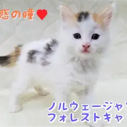 【 ノルウェージャンフォレストキャット 】大きな体に優しい心!気品あふれる森の妖精!