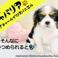 【 キャバリア 】究極のヒーリングドッグ現る！溢れ出す優しさと愛らしいお顔！