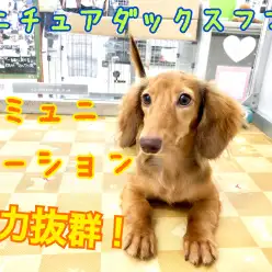 【 ミニチュア・ダックスフント 】コミュニケーション力抜群！！杉並区一良い子登場！