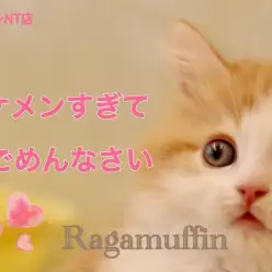 【 ラガマフィン 】イケメンすぎる 新潟生まれの美猫登場！