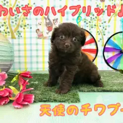 【 MIX 】大人気のチワプー！天使のようなおっとりプリンセスをご紹介♪