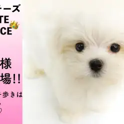 【 マルチーズ 】純白王子様の登場!!テチテチ歩きは悶絶する可愛さ!