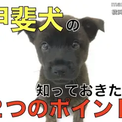 【 甲斐犬 】風林火山の国からやってきた和犬！知っておきたい2つのポイント！