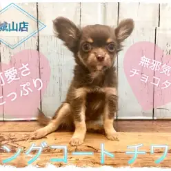 【 チワワ 】無邪気なチョコタンの可愛さたっぷりご紹介します！