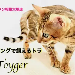 【 トイガー 】リビングで飼えるトラ！ワイルドキャット好きは必見！