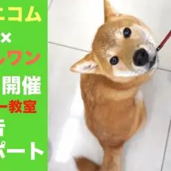 【 大倉山店イベント 】パピー教室8月開催報告レポート！