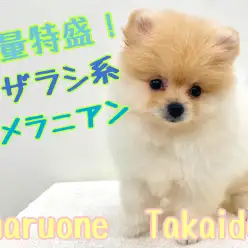 【 ポメラニアン 】毛量特盛!「アザラシ系」ポメラニアン登場!!