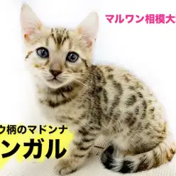 【 ベンガル 】艶やかなヒョウ柄で気品漂うマドンナ！見た目とのギャップに注目！