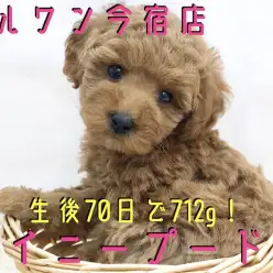 【 トイ・プードル 】濃厚レッドの童顔フェイス!初めての方にオススメな理由も大公開!