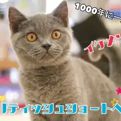 【 ブリティシュショートヘア 】遊ぶの大好き‼ワイルドな一面も⁉