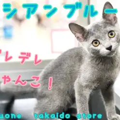 【 ロシアンブルー 】美しい毛色!性格の良さも見逃せない、甘えんぼにゃんこ!