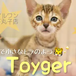 【 トイガー 】小さいトラをお家で飼ってみませんか？