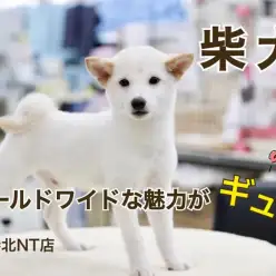 【 柴犬 】小さなカラダにワールドワイドな魅力がいっぱいの白柴くん