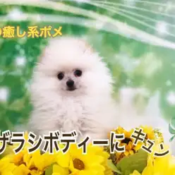 【 ポメラニアン 】究極の癒し系ポメ！アザラシボディにキュン