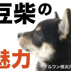 【 黒豆柴ちゃんの魅力！】父親3.5kgのスーパー子孫登場！