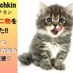 【 マンチカン 】天は二物を与えた!!驚愕する可愛さ炸裂の短足天使!!