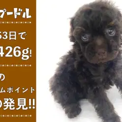 【 トイ・プードル 】生後53日で426g!最大のチャームポイントの眉毛発見!!