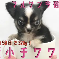 【 極小チワワ 】生後50日で驚異の329g!初めてユーザー向け情報も大公開!