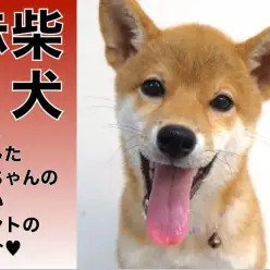 【 柴犬 】美しく成長した赤柴ちゃんの可愛いポイントのご紹介!!