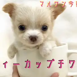 【 チワワ 】ティーカップサイズのおっとりベイビー!専用トレーニングもご紹介!