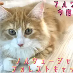 【 ノルウェージャン 】留守番上手なお姉さんタイプ！お手入れクイズは必見です！