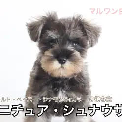 【 ミニチュア・シュナウザー 】ソルト・ペッパー・シナモン！スパイシーわんこ登場！