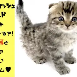 【 スコティッシュフォールド 】母性をくすぐる?!垂れ耳と丸顔の可愛いフォルム!