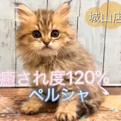 【 ペルシャ 】癒され度120％‼イケメン君のにゃんとも可愛い魅力をご紹介！