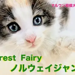 【 ノルウェージャンフォレストキャット 】森の妖精はちょっとイタズラが好き？