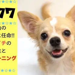 【 優秀チワワ 】大倉山の先生に任命!!ピカイチの社交性とトレーニング状況!