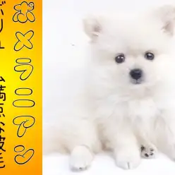【 ポメラニアン 】ボリューム満点な被毛と表情お豊かな白ポメ登場！
