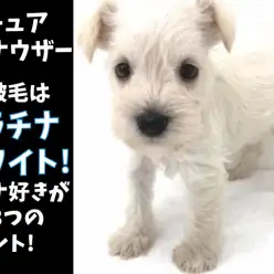 【 ホワイト シュナウザー 】極上のプラチナホワイトを3つのポイントでご紹介!