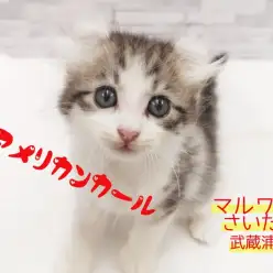 【 アメリカンカール 】お耳がキュート！それにつけても子猫はカール！！