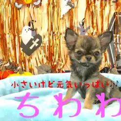 【 チワワ 】千葉県生まれの癒し系！見つめられたらノックアウト間違いなし！